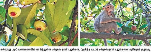 கல்லாறு பழப் பண்ணையில் மருத்துவ குணம் மிகுந்த மங்குஸ்தான் பழங்கள்: குரங்குகள் ருசிப்பதால் பணியாளர்கள் தவிப்பு