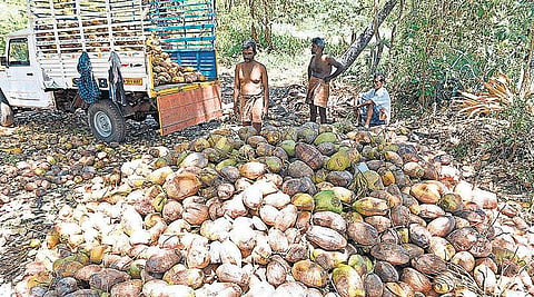 மழையில்லாததால் தேங்காய் விளைச்சல் வீழ்ச்சி: 5 ஆண்டுகளில் அழிந்த 1,950 ஏக்கர் தென்னை மரங்கள்
