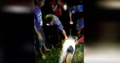 இளைஞரை விழுங்கிய மலைப்பாம்பு: இந்தோனேசியாவில் விபரீதம்