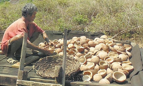 அந்தமான் விவசாயம் 28: அந்தமான் தேங்காய்க்கான சந்தை
