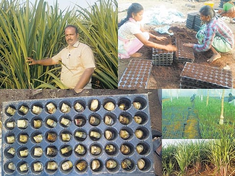 வந்துவிட்டது செம்மைக் கரும்பு சாகுபடி