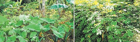 அந்தமான் விவசாயம் 29: கிழங்குகளுக்கு ஒரு கொண்டாட்டம்
