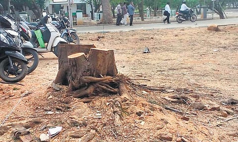 உயர் நீதிமன்ற வளாகத்தில் பசுமையான மரங்கள் வெட்டி சாய்ப்பு