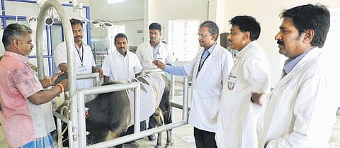 ஜல்லிக்கட்டு காளையின் வயிற்றிலிருந்து 38.4 கிலோ பிளாஸ்டிக் பைகள் உள்ளிட்ட பொருட்கள் அகற்றம்
