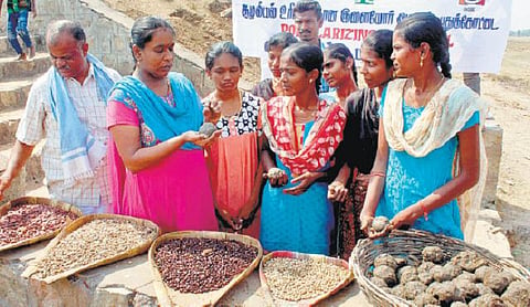 விதைப்பந்துகள் மூலம் காடு வளர்ப்பு முயற்சி: புதுக்கோட்டை இளைஞர்கள் தீவிரம்