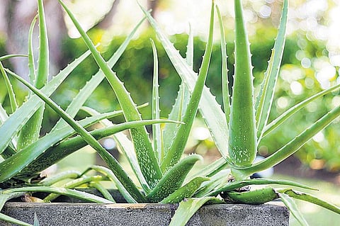 மாடியில் மூலிகைக் காடு 02: ஆரோக்கியத்துக்கும் அழகுக்கும் கற்றாழை!