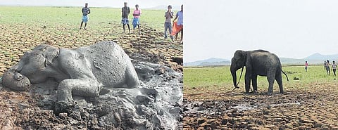 பவானிசாகர் நீர்தேக்கப் பகுதியில் சேற்றில் சிக்கிய யானை மீட்பு