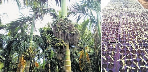 அமோக விளைச்சல் தரும் குள்ளரகப் பாக்கு: நின்றபடியே பறிக்கலாம்!