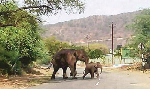 தமிழகத்தில் கடுமையான வறட்சி பிளாஸ்டிக் கழிவால் பலியாகும் கால்நடைகள், வன விலங்குகள்: இரை, தண்ணீருக்காக அலைந்து திரியும் யானைகள்