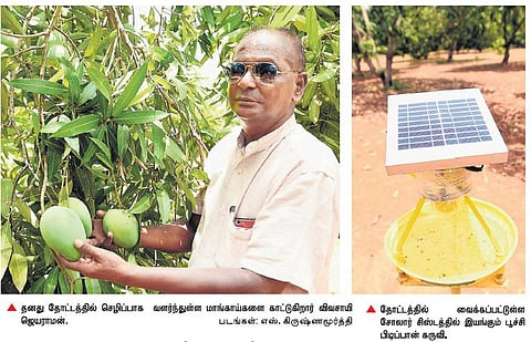 3 ஆண்டுகள் தொடர் வறட்சியிலும் மா விளைச்சலில் லாபம் ஈட்டும் விவசாயி: பட்டுப் போகாமல் மரங்களை பாதுகாத்து சாதனை