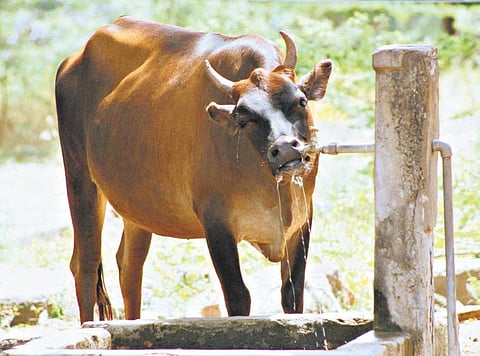 தண்ணீர் இல்லாமல் கால்நடைகள் இறக்கும் அபாயம்: சத்துகளை உட்கிரகித்தல், கழிவுப் பொருட்களை வெளியேற்றுதலிலும் பாதிப்பு