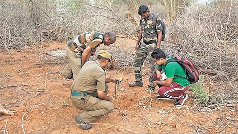 கோவை வனக் கோட்டத்தில் யானைகள் கணக்கெடுப்பு தொடக்கம்: ஜிபிஎஸ் உதவியுடன் எண்ணிக்கை பதிவு