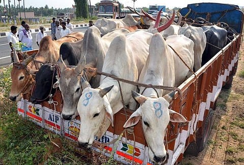 மாட்டிறைச்சி தடை வெப்ப மயமாதலைக் குறைக்கும்