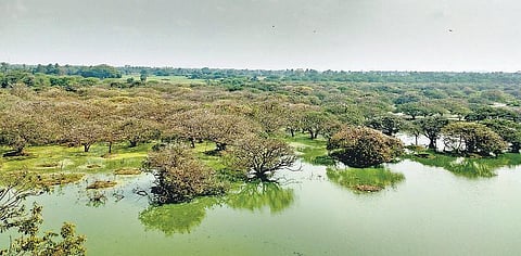 வேடந்தாங்கல் சரணாலயம் மே 31 முதல் மூடல்: பறவைகள் வரத்து குறைந்ததால் வனத்துறை அறிவிப்பு