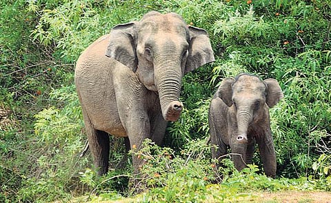 ஓசூர் வனப்பகுதியில் தந்தத்துக்காக வேட்டையாடப்படும் ஆண் யானைகள்: காடுகள் அழிப்பால் கிராமங்களுக்குள் தறிகெட்டு அலையும் அவலம்
