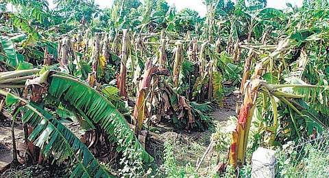 கும்பகோணம் பகுதியில் சூறைக்காற்றுடன் பலத்த மழை: ஆயிரம் ஏக்கர் வாழை சேதம் - பாபநாசத்தில் 140 மில்லி மீட்டர் மழை