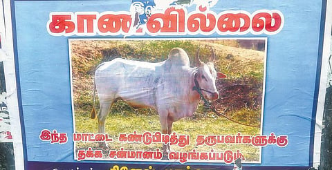 மாட்டை கண்டுபிடித்து தருபவர்களுக்கு சன்மானம்: உரிமையாளர் போஸ்டர் ஒட்டிய ருசிகர சம்பவம்