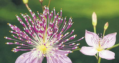 பல்லுயிர்ப் பட்டியலில் புதிய வரவுகள்
