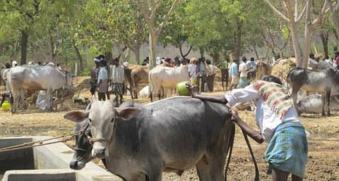 கால்நடை விற்பனைத் தடை உத்தரவு விவகாரங்களை நேர்மையாக அணுகுவோம்: மத்திய அமைச்சர் ஹர்ஷ் வர்தன்