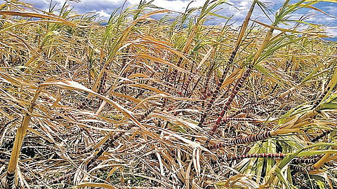 போதிய தண்ணீர் இல்லாததால் தேனியில் கருகிய நெல், கரும்பு பயிர்கள்: விவசாயிகளுக்கு கடும் நஷ்டம்