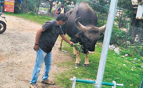 கொடைக்கானலில் ஆபத்தை உணராத சுற்றுலா பயணிகள்: காட்டு மாடுகளின் தாக்குதல் தொடர்கிறது