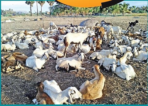 காடாறு மாசம்.. வீடாறு மாசம்.. கிடைபோடும் கீதாரிகளின் நாடோடி வாழ்க்கை