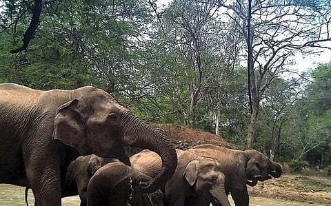 சித்தூரில் யானைகள் தாக்கி இருவர் படுகாயம்