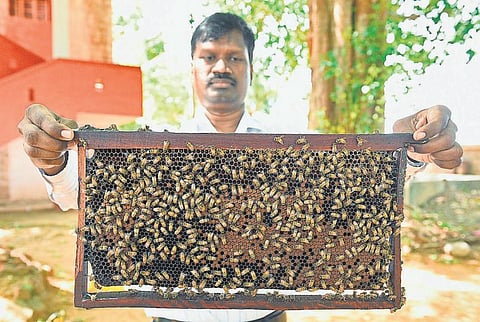 மலைத்தேனீ இனி வீட்டுத் தேனீ ஆகுமா? - மதுரை வேளாண்மை கல்லூரியில் ஆராய்ச்சி தொடக்கம்