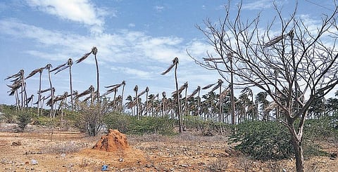 விவசாயிகளுக்கு விரைந்து கிடைக்குமா வறட்சி நிவாரணம்?