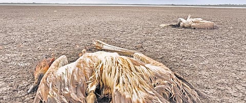 புதுச்சேரியில் நீரின்றி வறண்டு வரும் நீர்நிலைகள்