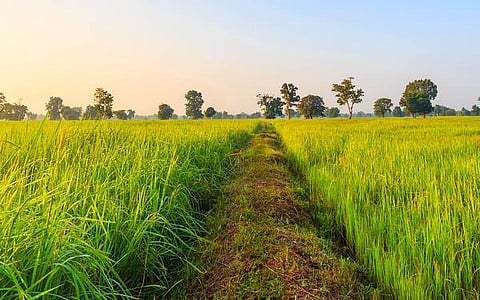 தொட்டனைத்து ஊறும் அமிழ்தம் 68: நெய்தல் நில வேளாண்மை