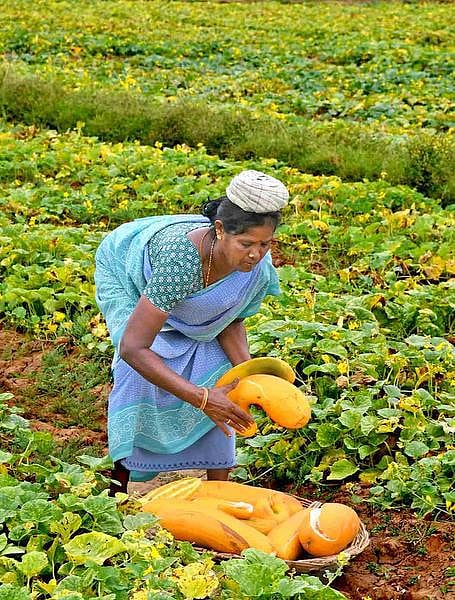 இனியானூரின் இனிக்கும் ‘வெள்ளரிப் பழம்’