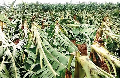 புதுக்கோட்டை, கரூர், அரியலூர், பெரம்பலூர் மாவட்டங்களில்: ஆயிரக்கணக்கான மரங்கள், வாழைகள் சாய்ந்தன