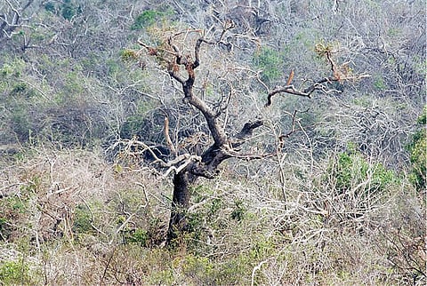 வேதாரண்யம் கோடியக்கரையில் புயலால் சீர்குலைந்த பசுமை மாறாக் காடுகள்: வன விலங்குகள், பறவைகளும் அழிந்த பரிதாபம்