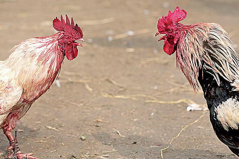 சேவல் கொடி 08: போர்ச் சேவல்கள்