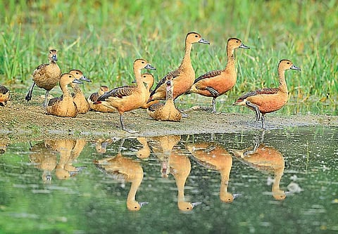 இயற்கையைத் தேடும் கண்கள் 28: குறையும் சீழ்க்கைச் சத்தம்..!
