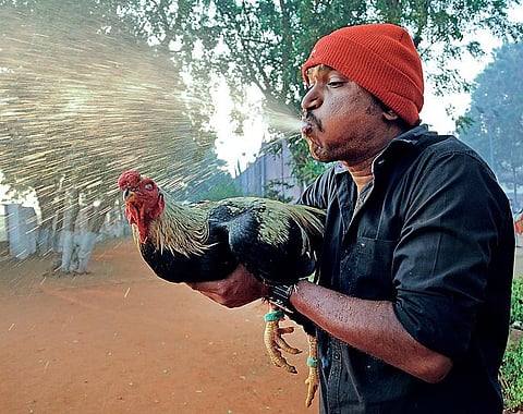 சேவல் கொடி 09: வெற்போர் சேவலுக்கான பயிற்சிகள்