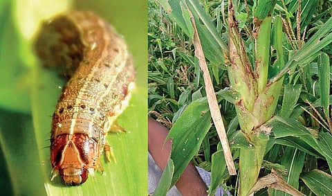 பஞ்சத்தை விளைவிக்கக் கூடிய படைப்புழுக்கள்