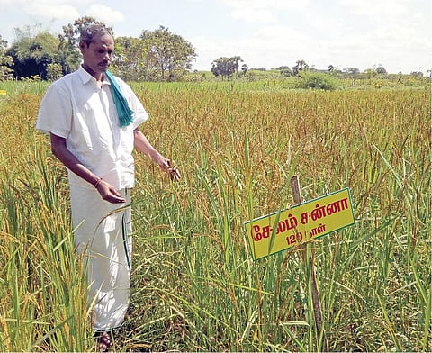 நெல் விதைகள் பாதுகாப்பை இயக்கமாக மாற்றிய ஜெயராமன்