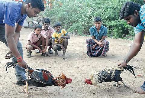 சேவல் கொடி 10: கத்திக்கட்டு சேவற்கட்டு
