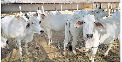 உ.பி.யில் பசுவதை தடுப்பின் பேரில் மீண்டும் தாக்குதல்: 2 பசுக்கள் பலி