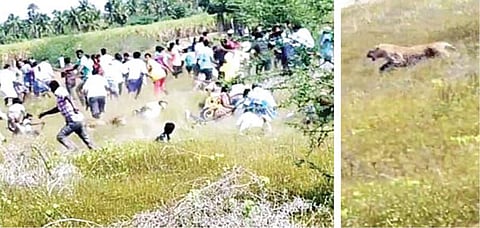 வாணியம்பாடி அருகே சிறுத்தை தாக்கி 5 பேர் காயம்