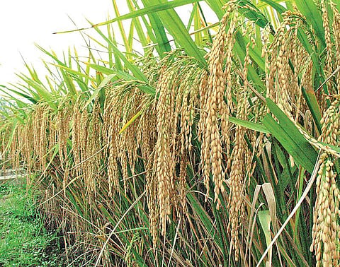 வங்கத்தின் ஜெயராமன்