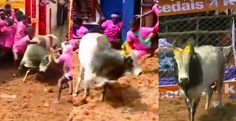 அலங்காநல்லூர் ஜல்லிக்கட்டு: பிடிபடாமல் போக்கு காட்டிய விஐபிக்களின் காளைகள்