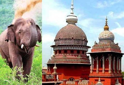 சாதுவாக மாறிவிட்டான் சின்னதம்பி; காட்டுக்குள் அனுப்பும் முடிவு இல்லை: உயர் நீதிமன்றத்தில் அரசு தகவல்