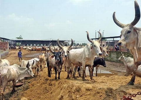 100க்கும் மேற்பட்ட பசுக்கள் உயிரிழப்பு: உ.பி. கோசாலைகளில் பரிதாபம்; விஷம் தோய்ந்த புற்கள் உண்டது காரணமா?