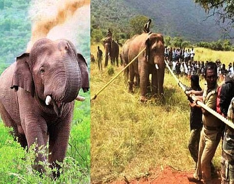 சின்னதம்பி நிலை என்ன?- யானை நிபுணர் நாளை உயர் நீதிமன்றத்தில் ஆஜராகி விளக்கம் அளிக்கிறார்