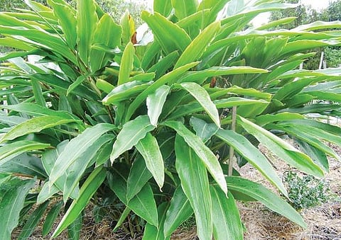 மூலிகையே மருந்து 44: கபத்தை விரட்டும் சிற்றரத்தை