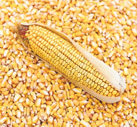 இறக்குமதி ஆகும் மக்காச்சோளம்