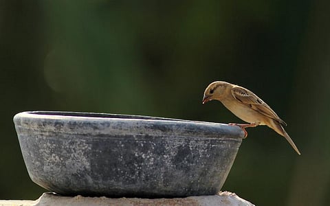 குருவிகளை வீட்டுக்கு வரவழைக்க என்ன செய்யலாம்?
